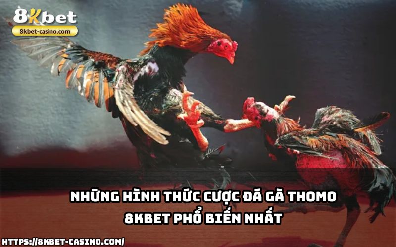 Tìm hiểu các hình thức cược Đá Gà Thomo 8KBET phổ biến để anh em tham gia dễ dàng và thắng lớn