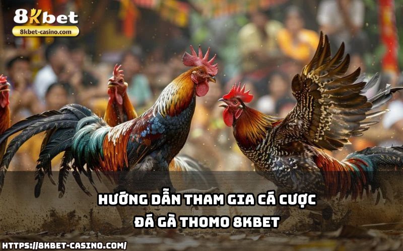 Học cách tham gia cá cược Đá Gà Thomo 8KBET nhanh chóng và dễ dàng chỉ với vài bước cơ bản